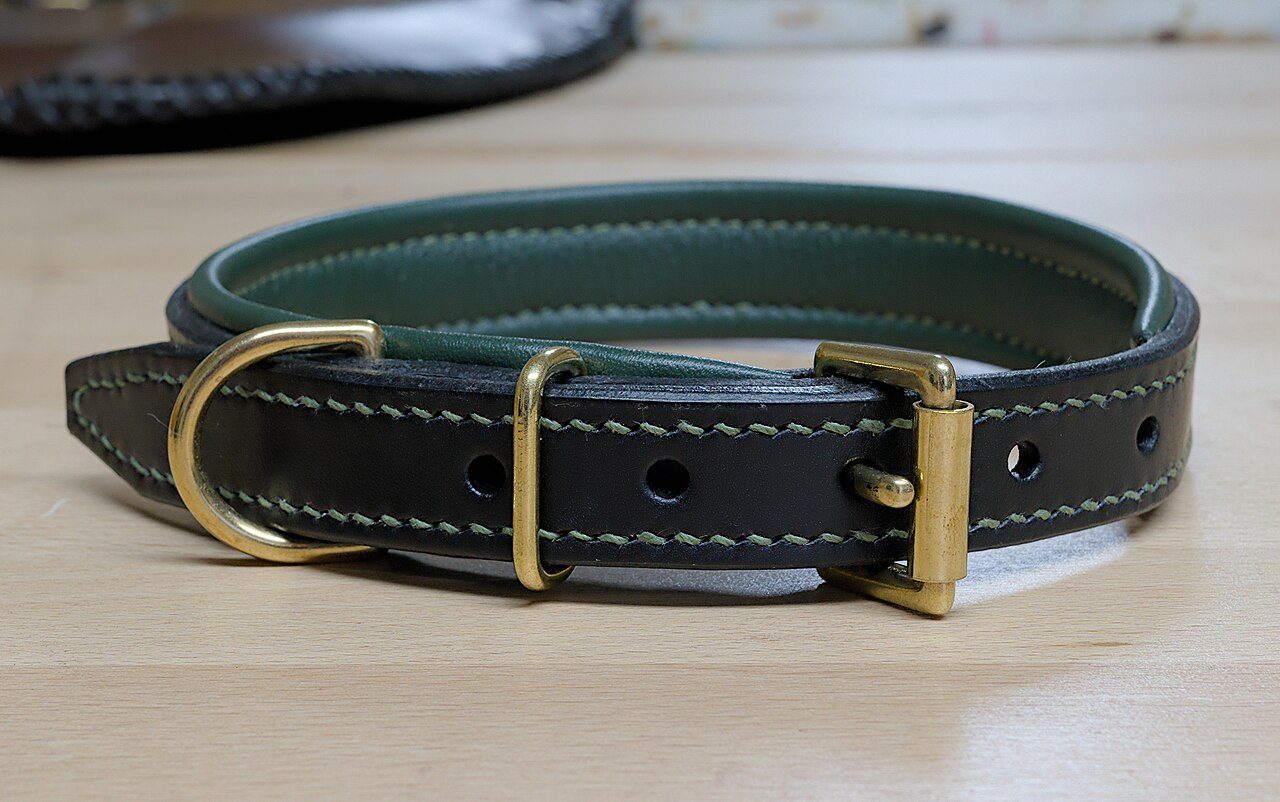 A leather dog collar showing its buckle and attachment ring. A concrete example of a belonging you might keep.